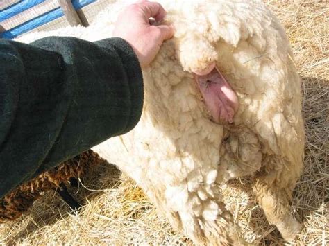 Does a female sheep have the same anatomical genitalia as a。